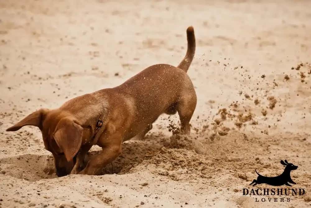 A dachshund energetically digs in sandy terrain, with sand flying around. The dog's body is angled