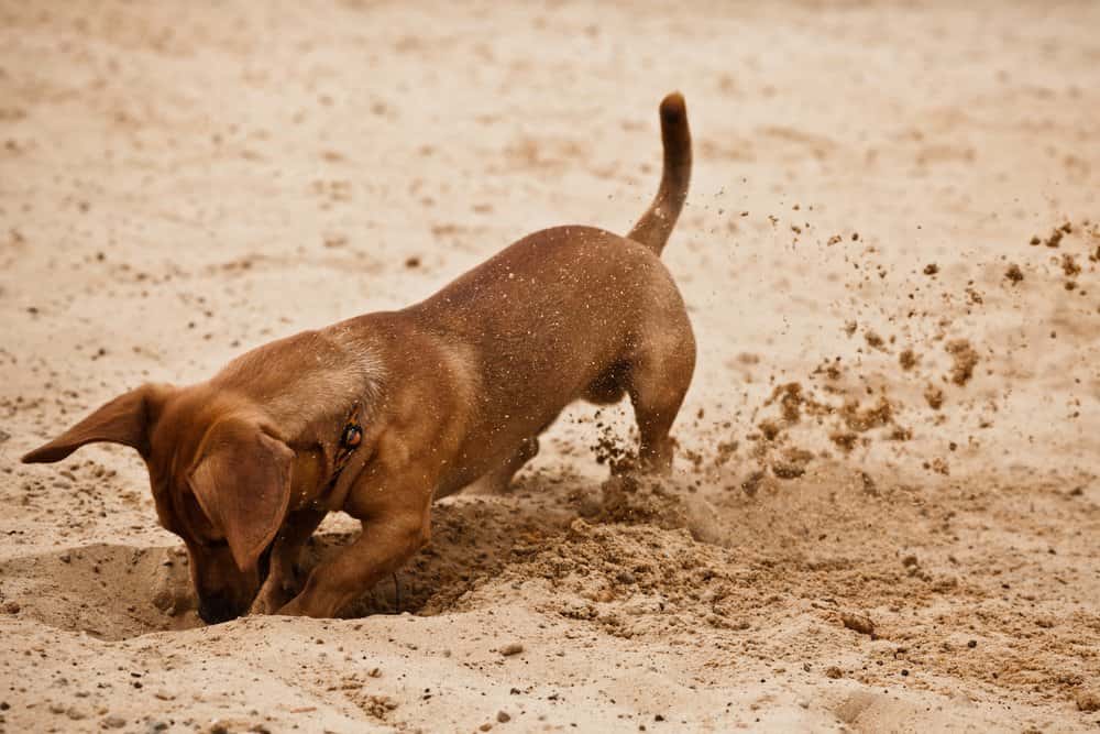 brown Dachshund energetically digging in the sand outdoors