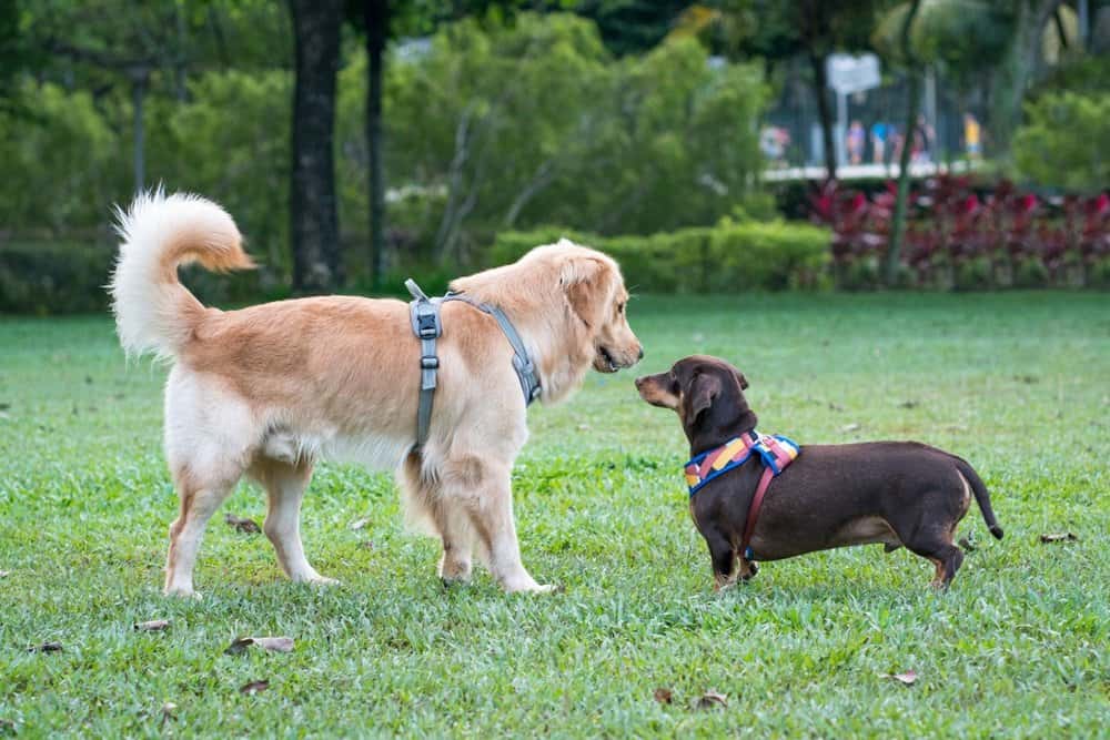 Brown Dachshund interacting with a Golden Retriever at a grassy park 