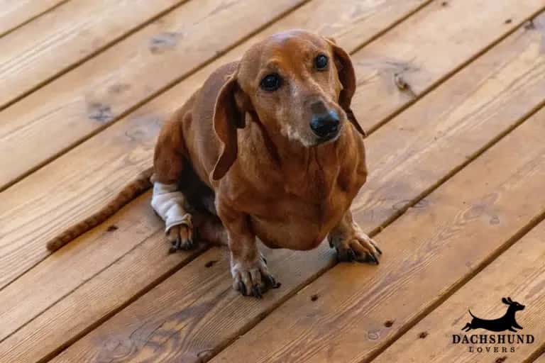 Senior dachshund with weak back legs sitting on wooden deck, showing signs of IVDD