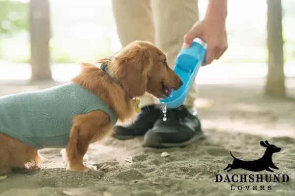 Dachshund drinking water outdoors from a portable bottle – dachshund hydration – Dachshund Lovers