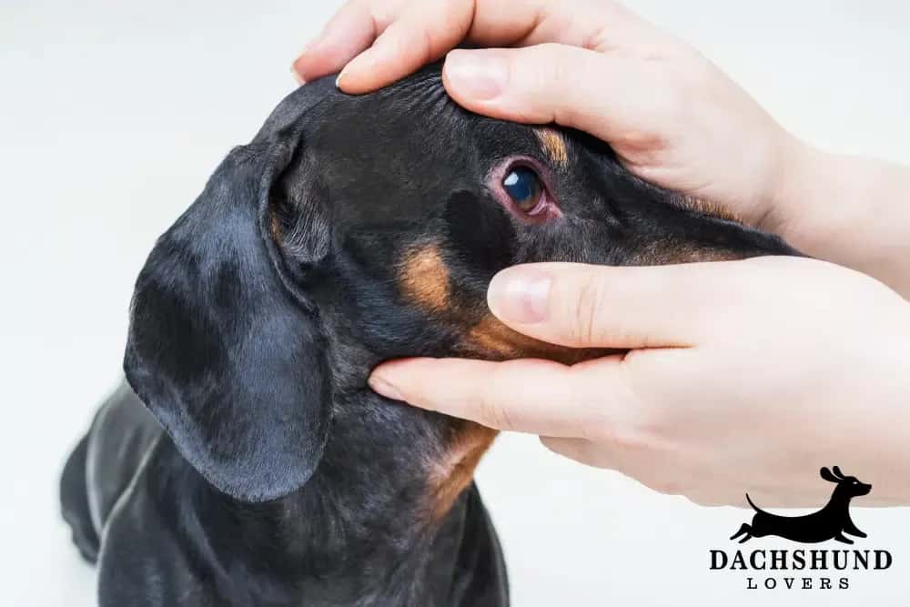 Veterinarian examining dachshund eye for health problems – Dachshund Lovers