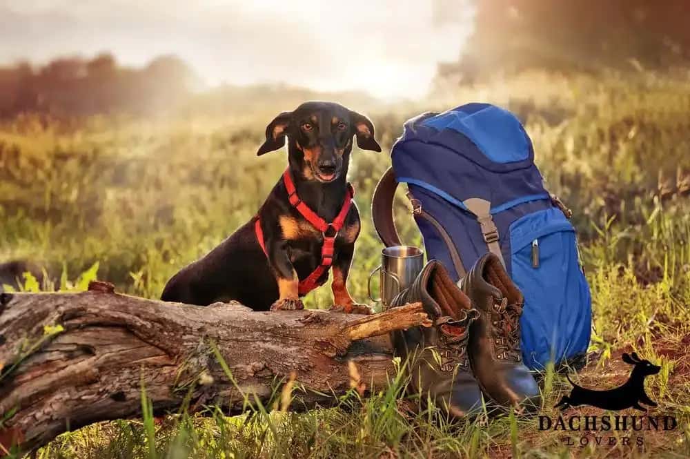 Smooth-haired dachshund with hiking gear including boots and backpack outdoors – Dachshund Lovers
