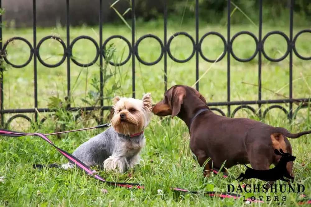 Chocolate dachshund meeting a Yorkshire Terrier in the grass during a walk 