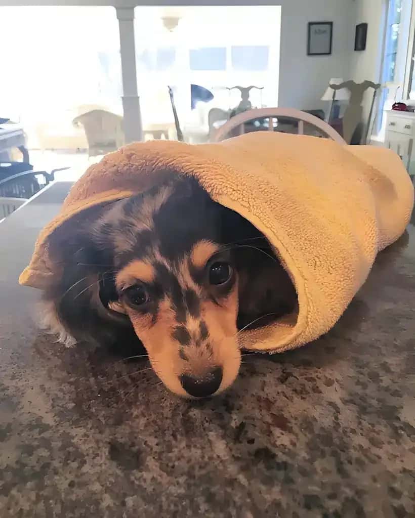 A dapple dachshund puppy wrapped snugly in a yellow towel, lying on a countertop with just its head peeking out, looking cozy and adorable.