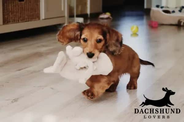 Playful dachshund puppy carrying a plush toy in its mouth, trotting across a wooden floor. 