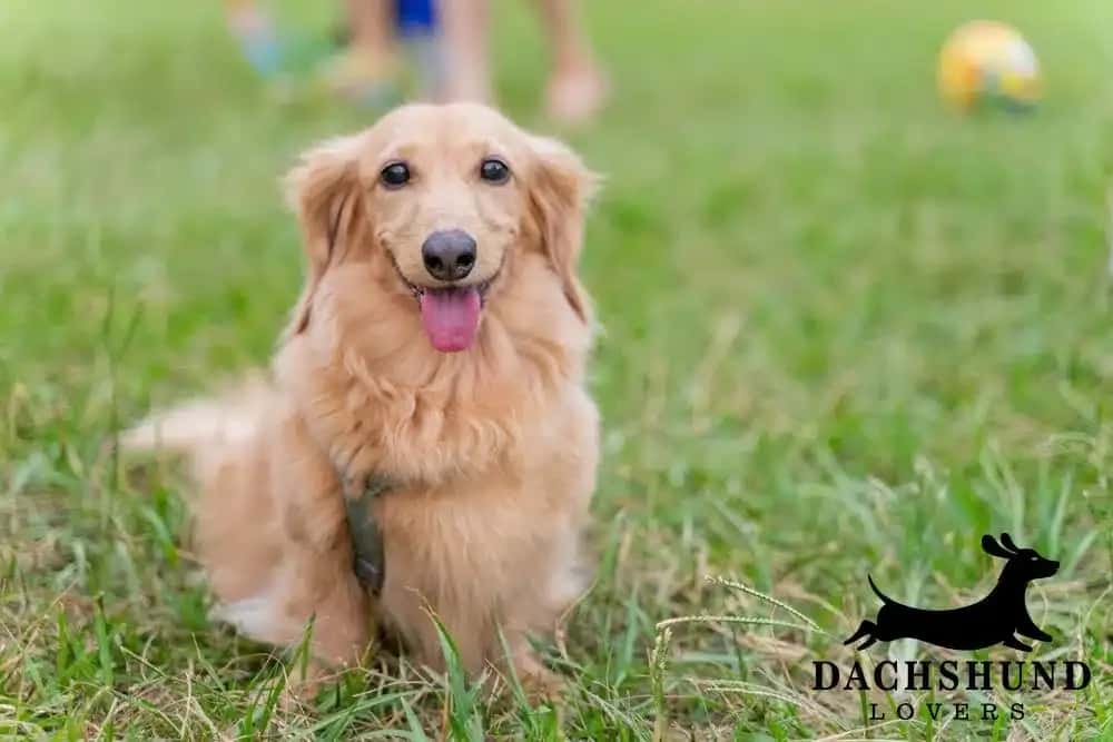 Golden long-haired dachshund sitting on grass, showcasing the playful and friendly personality 