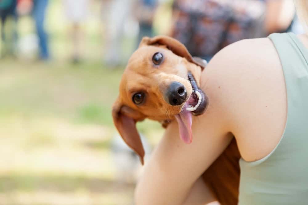 Happy brown Dachshund being held outdoors, tongue out and playful 
