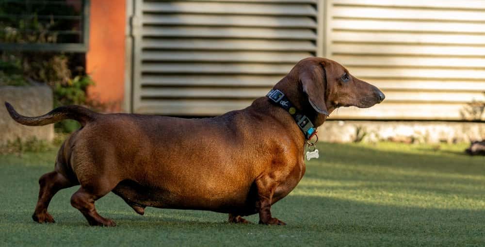 Brown Dachshund standing outdoors showing rounded belly