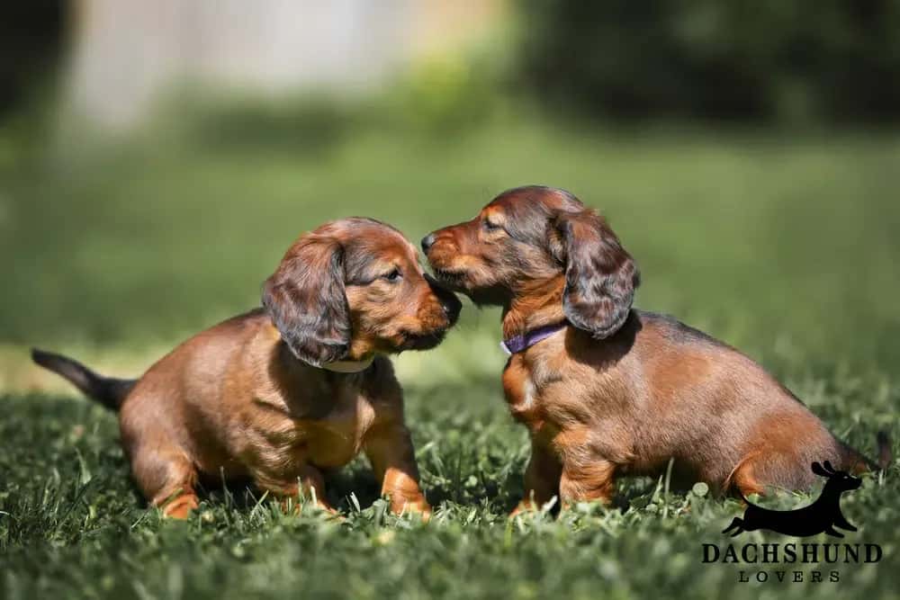 Dachshund puppy training and socialisation needs – two long-haired red dachshund puppies interacting playfully on green grass outdoors, Dachshund Lovers logo in corner