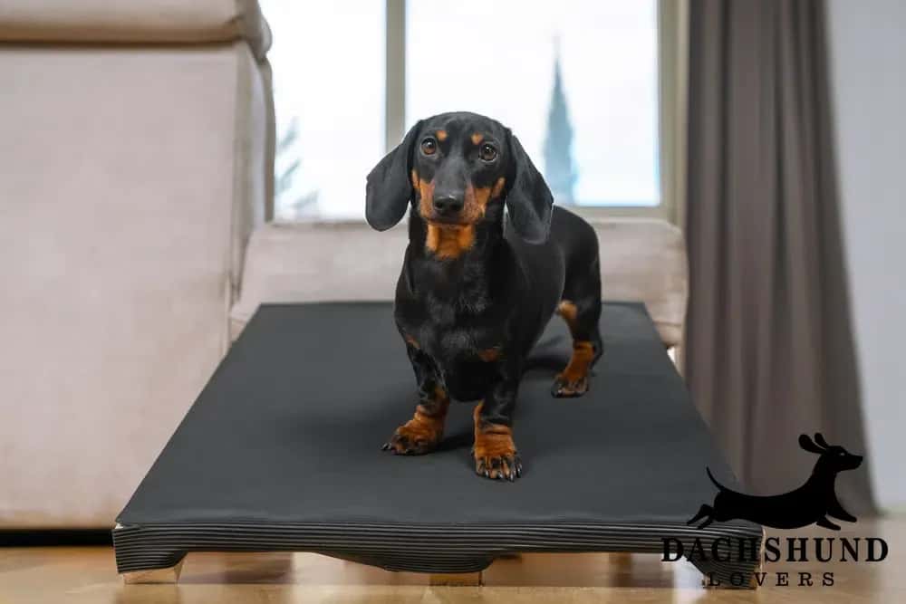 Black and tan dachshund using a ramp for safe apartment living – Dachshund Lovers