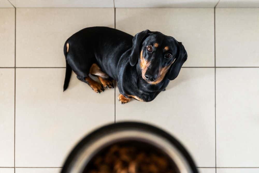 Black and tan Dachshund sitting patiently on tiled floor looking up at food bowl 