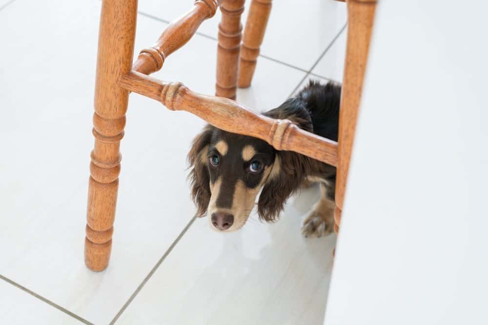 Dachshund Separation Anxiety – long-haired Dachshund hiding under wooden chair indoors