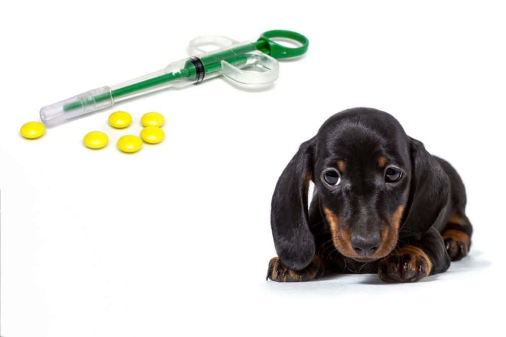 black and tan Dachshund puppy beside vitamins and a syringe on white background 