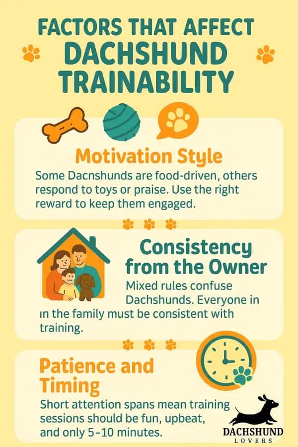 Infographic on Dachshund trainability highlighting motivation, owner consistency, and timing.