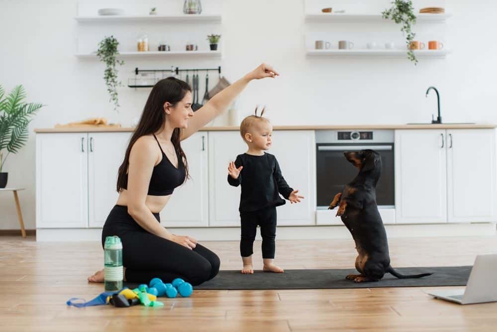 Dachshund Training, Dachshund standing on hind legs with woman during obedience training