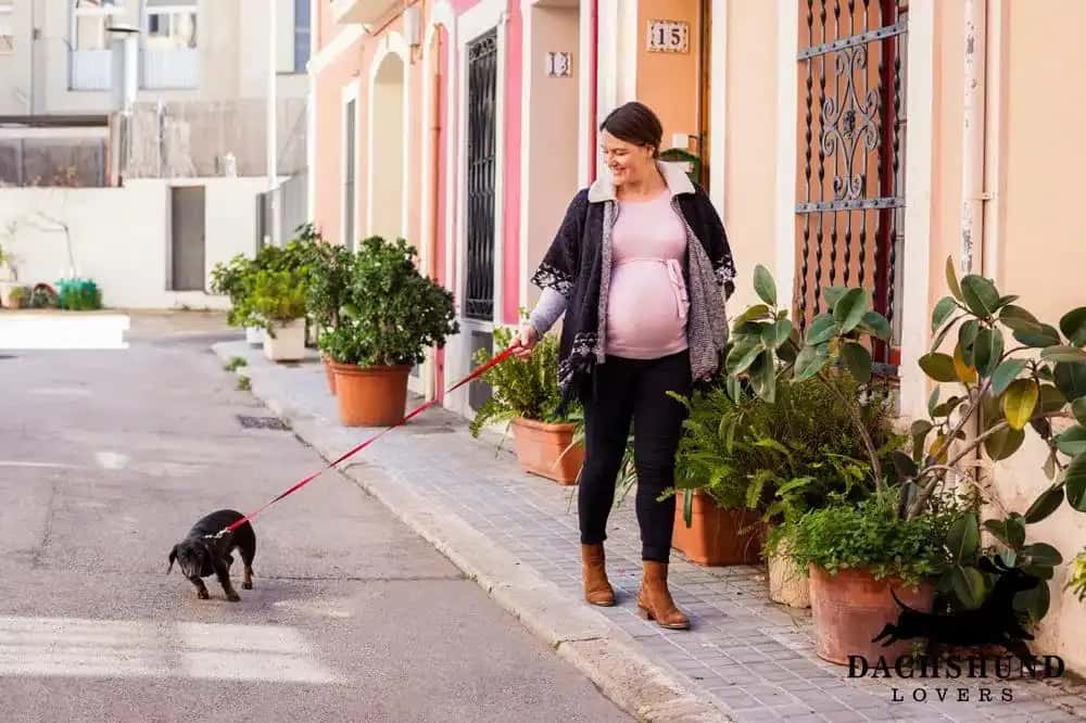 Pregnant woman walking a dachshund on a leash through the streets of Milan – Dachshund Lovers