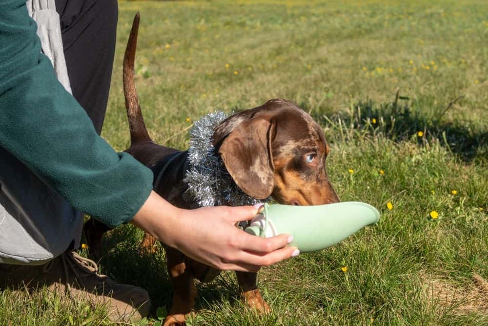 dapple Dachshund drinking from portable water bottle outdoors with owner – hydration tips 