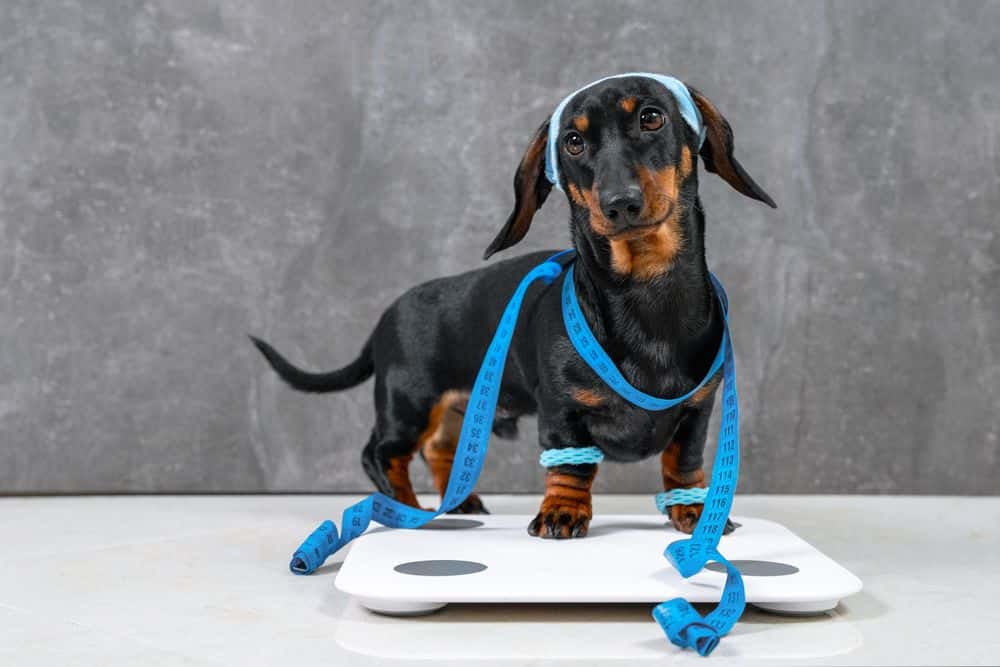 black and tan Dachshund standing on scale with blue measuring tape and headband 