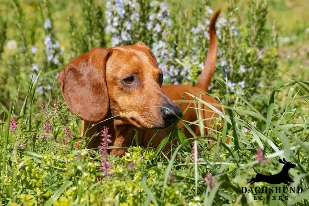 Dachshund outdoors in the grass showing signs of constipation or digestive discomfort