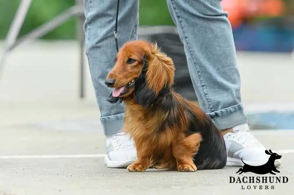 Long-haired dachshund sitting by owner’s feet during outdoor walk