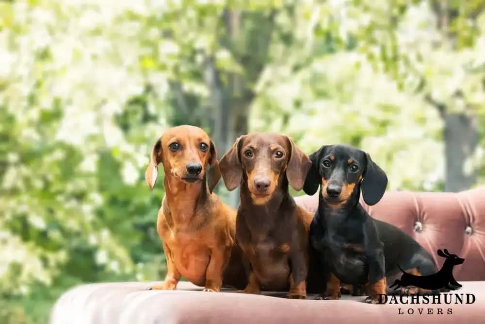 Three short-haired dachshunds sitting together outdoors representing common dachshund health issues