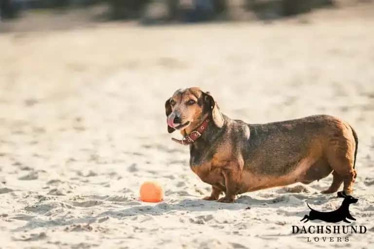 Overweight dachshund standing on the beach with a ball, showing common dachshund obesity