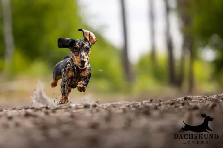 Dapple dachshund running outdoors showing strength and mobility, relevant to hip dysplasia