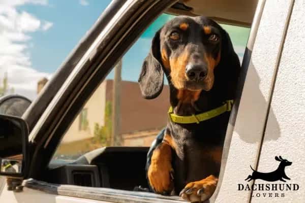 Black and tan dachshund looking out of car window during road trip