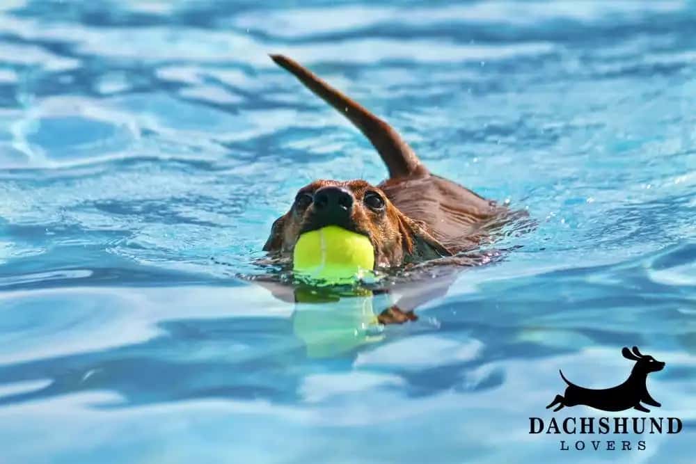 Dachshund swimming in a pool with a tennis ball in its mouth – water exercise for dachshunds – Dachshund Lovers