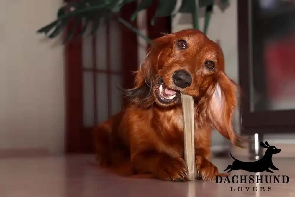 Long-haired dachshund chewing dental treat to maintain healthy teeth and gums