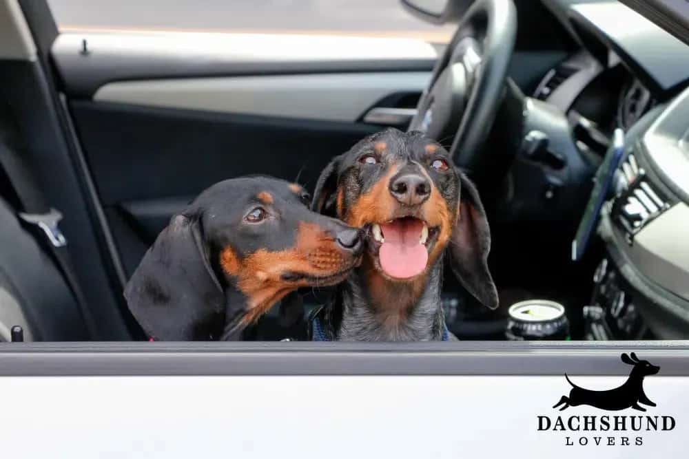 Two happy dachshunds with shiny black and brown coats sit in a car, heads out the window. 