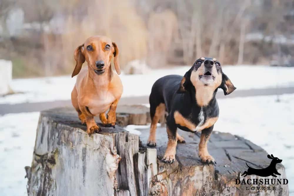 dachshunds barking on tree stump