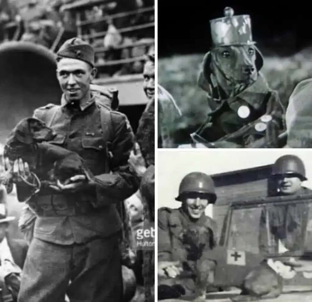Composite black-and-white images depict soldiers; one holds a dog, another shows a dog in uniform, and two soldiers smile beside an ambulance. The tone is nostalgic.