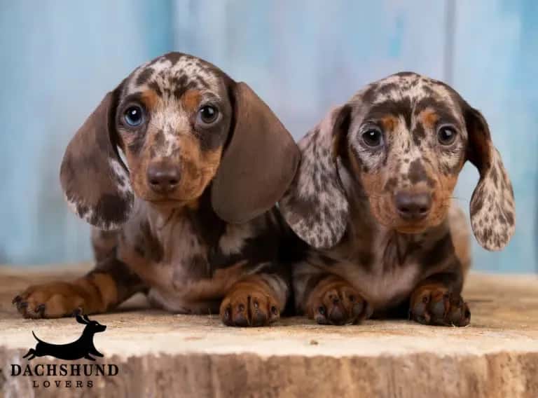 Two adorable short-haired dapple dachshund puppies with unique spotted coats sitting 