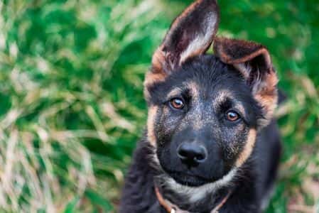 German Shepherd Dachshund Mix for Sale & Adoption Guide, young German Shepherd Dachshund