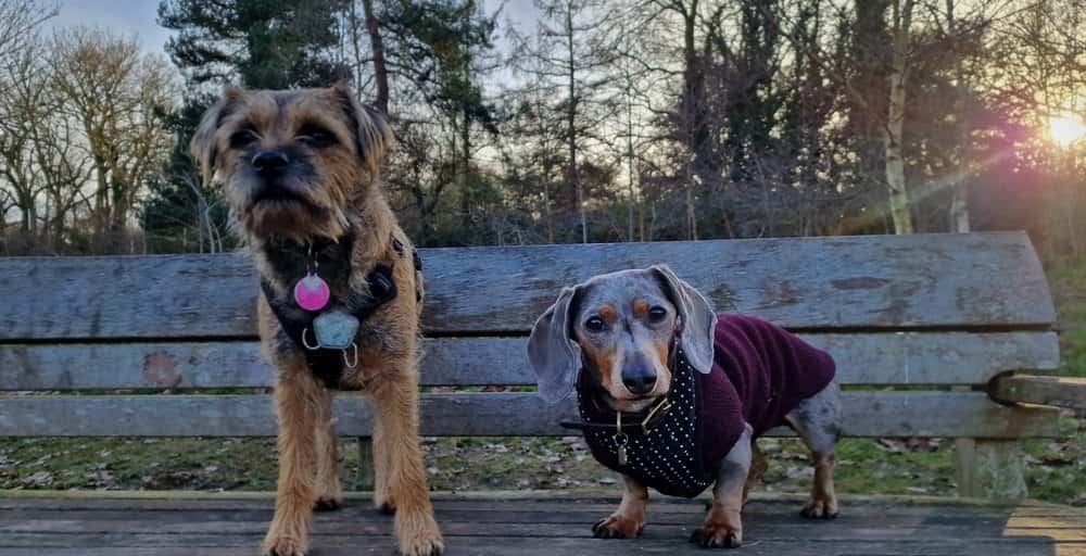 Silver dapple Dachshund wearing sweater sitting beside terrier on wooden bench outdoors 