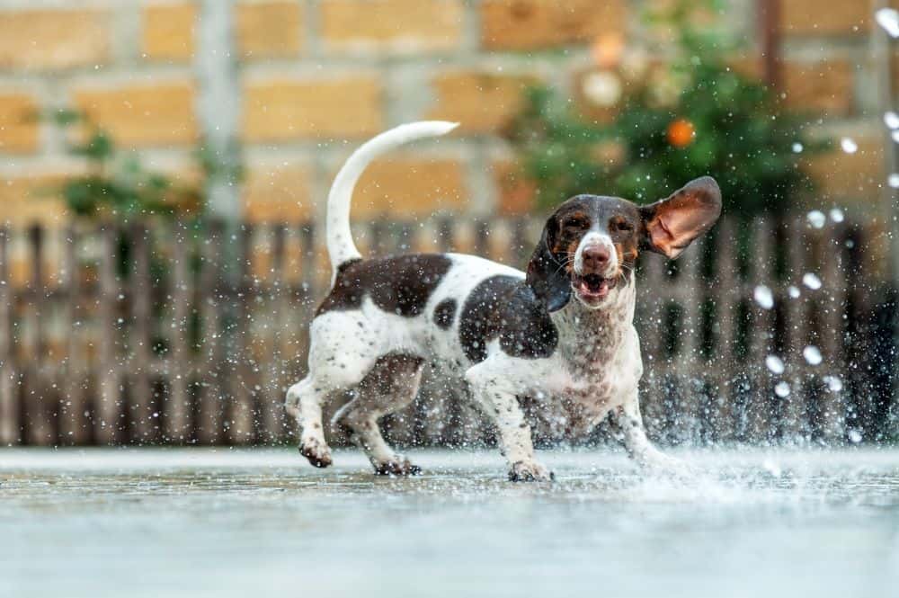 Brown and white Dachshund playing joyfully in garden water sprinkler with splashes around