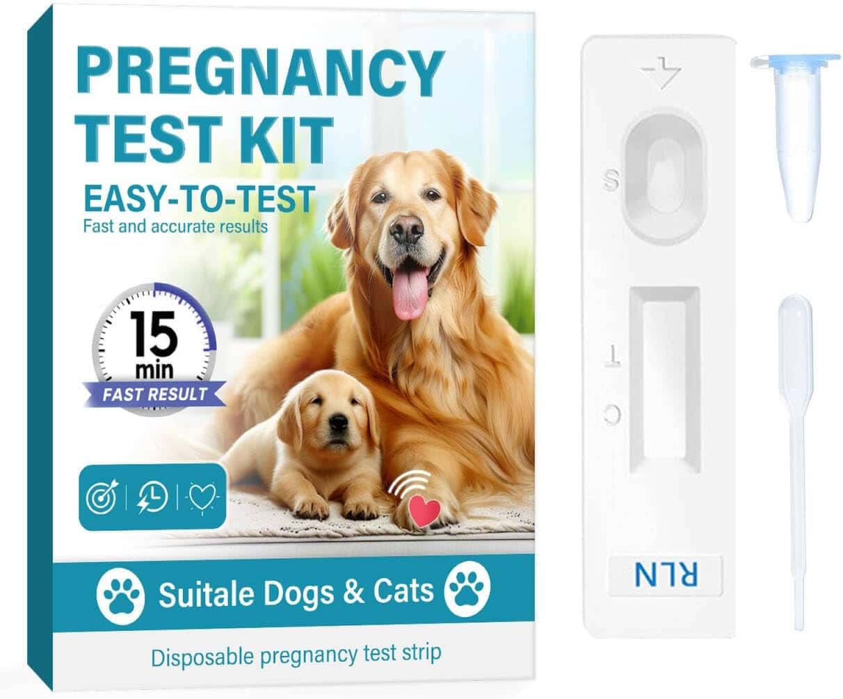 dachshund dog pregnancy test kit at home