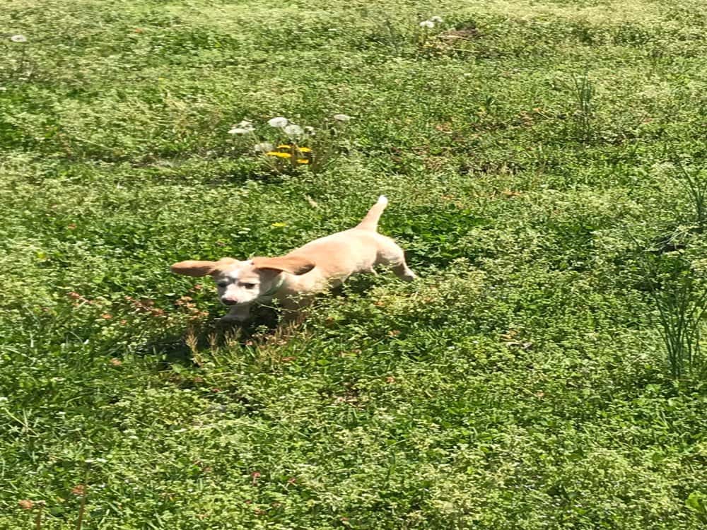 Dorkie Puppies – Yorkshire Terrier Dachshund Mix puppy running outdoors – Dachshund Lovers