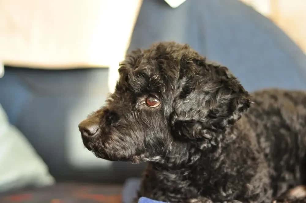 Curious black Doxiepoo dog showing its intelligent and playful personality indoors