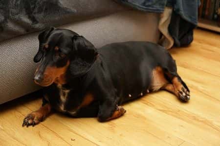  black and tan Dachshund resting on wooden floor showing early pregnancy signs