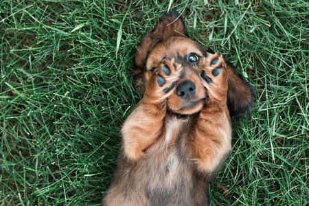 Playful brown long-haired Dachshund puppy lying on its back in green grass