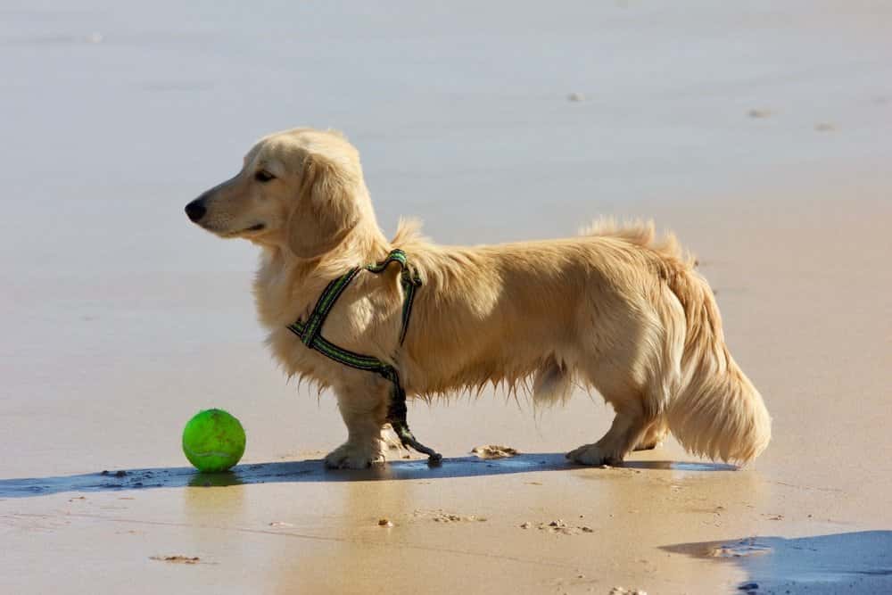 English Cream Long Haird Dachshund standing on a sandy beach beside a green ball
