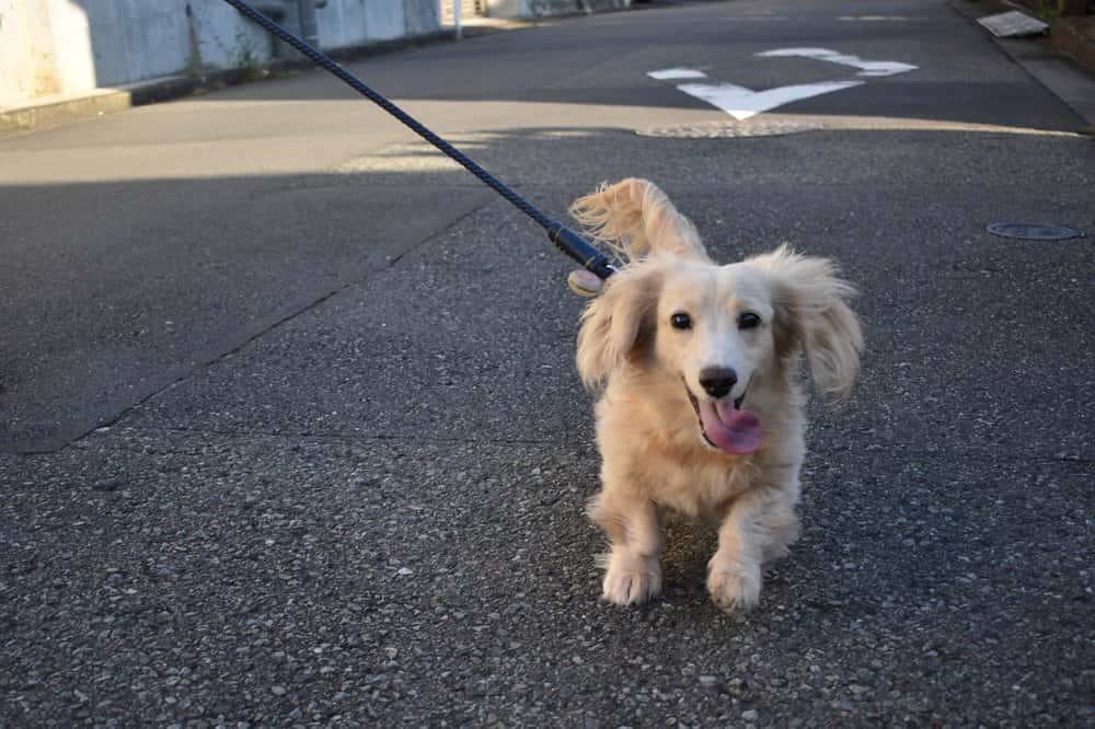 English Cream Mini Dachshund walking outdoors on a sunny day – Dachshund Lovers