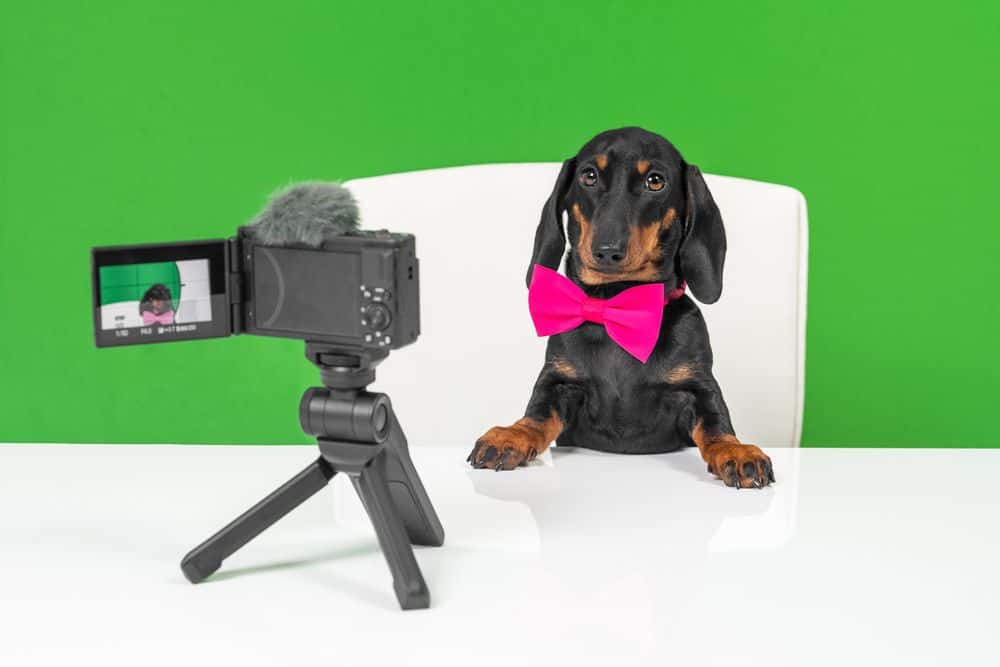 Black and tan Dachshund wearing bright pink bow tie recording vlog in front of camera on green