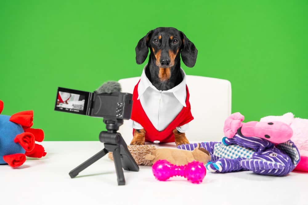 Famous Dachshund dressed as influencer filming video with toys on table – Dachshund Lovers.