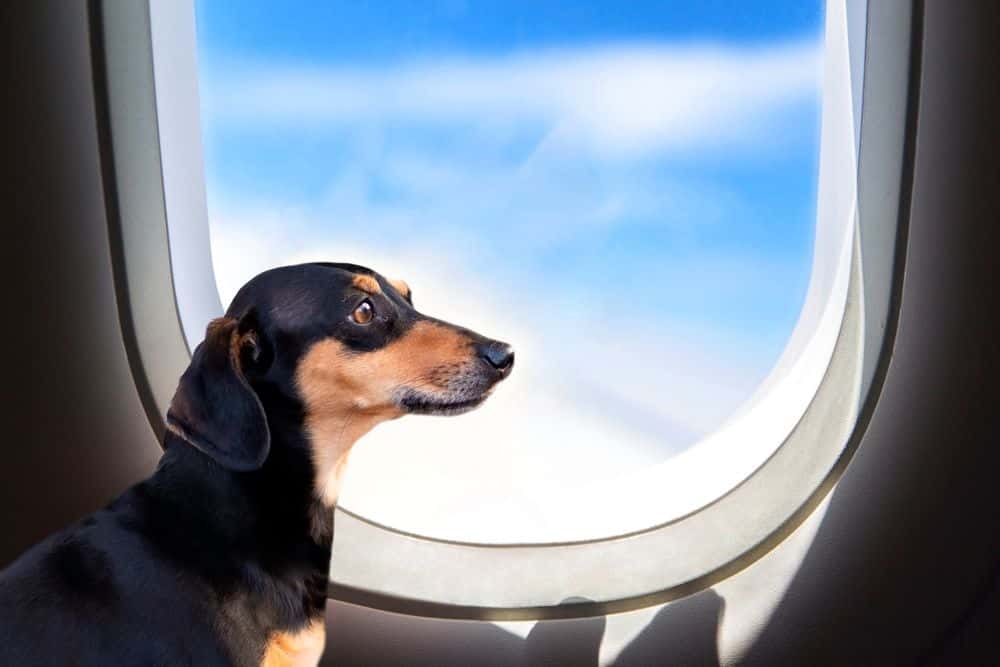 Flying with a Dachshund – black and tan Dachshund looking out airplane window during flight