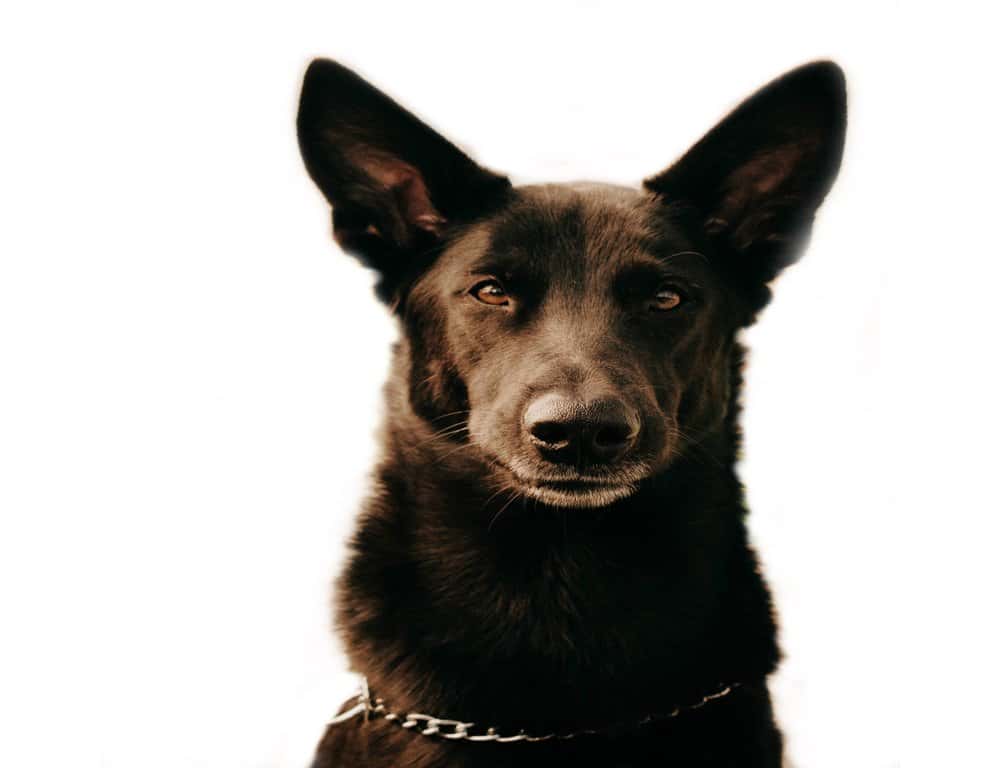 Full Grown German Shepherd Dachshund Mix – black dog with alert ears on white background