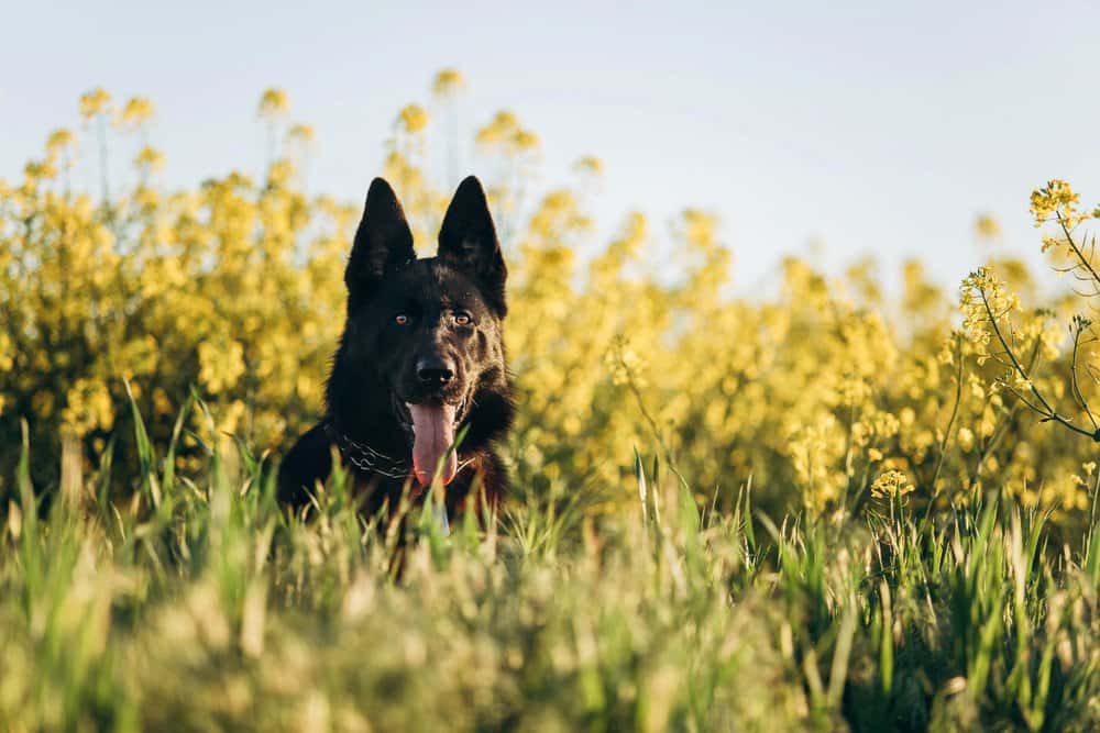 German Shepherd Dachshund Mix Health & Lifespan – black German Shepherd Dachshund 